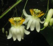 Passiflora magnoliifolia (Malpighiales, Passifloraceae) - Bioexploradores