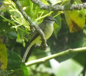 Phyllomyias griseiceps Mosquerito cabecigrís / Sooty-headed Tyrannulet / Phyllomyias griseiceps (Passeriformes, Tyrannidae) - Bioexploradores
