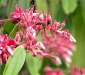 Cavendishia pubescens Uvito de monte / Cavendishia pubescens (Ericales, Ericaceae) - Bioexploradores