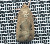 Elaphria nucicolora (Lepidoptera, Noctuidae) - Bioexploradores