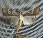 Maruca vitrata (Lepidoptera, Crambidae) - Bioexploradores