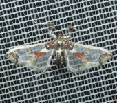 Perforadora del tomate / Neoleucinodes elegantalis (Lepidoptera, Crambidae) - Bioexploradores