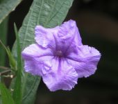 Petunia mexicana / Ruellia simplex (Lamiales, Acanthaceae) - Bioexploradores