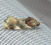 Spragueia lepus (Lepidoptera, Noctuidae) - Bioexploradores