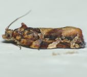 Argyrotaenia citharexylana Argyrotaenia citharexylana (Lepidoptera, Tortricidae) - Bioexploradores