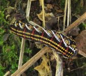 Polilla esfinge bandeada / Eumorpha fasciatus (Lepidoptera, Sphingidae) - Bioexploradores