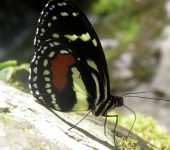Elzunia bomplandii Elzunia bomplandii (Lepidoptera, Nymphalidae) - Bioexploradores