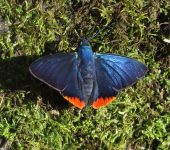 Apyrrothrix hygieia Apyrrothrix hygieia (Lepidoptera, Riodinidae) - Bioexploradores