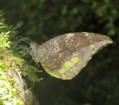 Lieinix nemesis nemesis Mariposa blanca mimética escarchada / Lieinix nemesis nemesis (Lepidoptera, Pieridae) - Bioexploradores