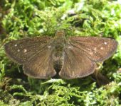 Dalla ibhara Dalla ibhara (Lepidoptera, Hesperiidae) - Bioexploradores