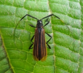 Francisparna macilenta (Coleoptera, Cerambycidae) - Bioexploradores
