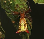 Micrathena guerini (Araneae, Araneidae) - Bioexploradores