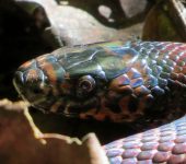 Falsa coral sudamericana / Lampropeltis micropholis (Squamata, Colubridae) - Bioexploradores