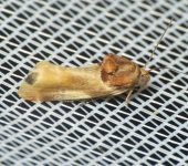Yellow Spragueia / Spragueia apicalis (Lepidoptera, Noctuidae) - Bioexploradores
