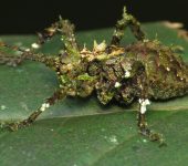 Adeclus trispinosus Adeclus trispinosus (Orthoptera, Tettigoniidae) - Bioexploradores