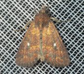 Condica mobilis (Lepidoptera, Noctuidae) - Bioexploradores