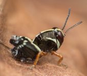 Saltamontes azteca / Aidemona azteca (Orthoptera, Acrididae) - Bioexploradores