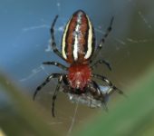 Alpaida leucogramma (Araneae, Araneidae) - Bioexploradores