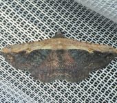 Polilla de frente pálido / Selenisa sueroides (Lepidoptera, Erebidae) - Bioexploradores
