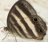 Pareuptychia ocirrhoe Sátira de dos bandas blancas / Pareuptychia ocirrhoe (Lepidoptera, Nymphalidae) - Bioexploradores