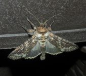 Mouralia tinctoides (Lepidoptera, Noctuidae) - Bioexploradores
