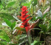 Huicundo / Guzmania gloriosa (Poales, Bromeliaceae) - Bioexploradores