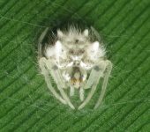 Taczanowskia sextuberculata (Araneae, Araneidae) - Bioexploradores