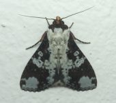 Condica mimica (Lepidoptera, Noctuidae) - Bioexploradores