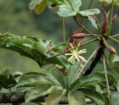 Yarumo negro / Cecropia angustifolia (Rosales, Urticaceae) - Bioexploradores