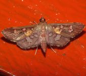 Phostria varialis (Lepidoptera, Crambidae) - Bioexploradores