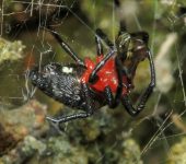 Alpaida acuta (Araneae, Araneidae) - Bioexploradores
