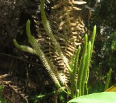 Colchón de pobre / Licopodio / Lycopodium clavatum (Lycopodiales, Lycopodiaceae) - Bioexploradores