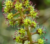 Sciodaphyllum montanum Sciodaphyllum montanum (Apiales, Araliaceae) - Bioexploradores
