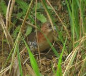 Polluela carrasqueadora / White-throated Crake / Laterallus albigularis (Gruiformes, Rallidae) - Bioexploradores