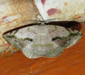 Eusarca nemora (Lepidoptera, Geometridae) - Bioexploradores