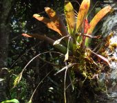 Piñuela / Ficundo / Tillandsia complanata (Poales, Bromeliaceae) - Bioexploradores