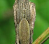 Eustala fuscovittata (Araneae, Araneidae) - Bioexploradores
