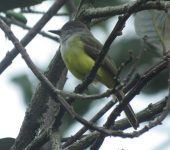 Myiarchus tuberculifer Atrapamoscas cabecinegro / Dusky-capped Flycatcher / Myiarchus tuberculifer (Passeriformes, Tyrannidae) - Bioexploradores