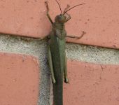 Saltamontes gigante / Tropidacris cristata (Orthoptera, Romaleidae) - Bioexploradores