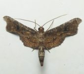 Macroprota anastomosalis (Lepidoptera, Thyrididae) - Bioexploradores