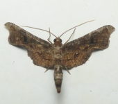 Macroprota anastomosalis (Lepidoptera, Thyrididae) - Bioexploradores