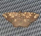 Nematocampa completa (Lepidoptera, Geometridae) - Bioexploradores