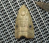 Polilla de líneas onduladas / Bagisara repanda (Lepidoptera, Noctuidae) - Bioexploradores