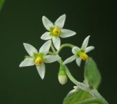 Solanum americanum Hierba mora / Solanum americanum (Solanales, Solanaceae) - Bioexploradores