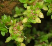 Falso helecho de arroz / Pilea microphylla (Rosales, Urticaceae) - Bioexploradores