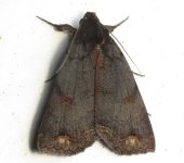 Pyrgion repanda (Lepidoptera, Erebidae) - Bioexploradores