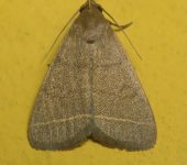 Simplicia cornicalis (Lepidoptera, Erebidae) - Bioexploradores