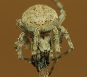 Neoscona nautica (Araneae, Araneidae) - Bioexploradores