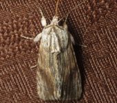 Spodoptera eridania (Lepidoptera, Noctuidae) - Bioexploradores