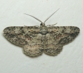Anavitrinella pampinaria (Lepidoptera, Geometridae) - Bioexploradores